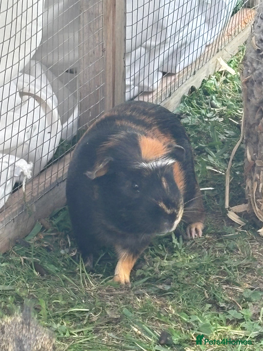 Guinea Pig rodents for sale: A pair of bonded male guinea pigs  - Image 3
