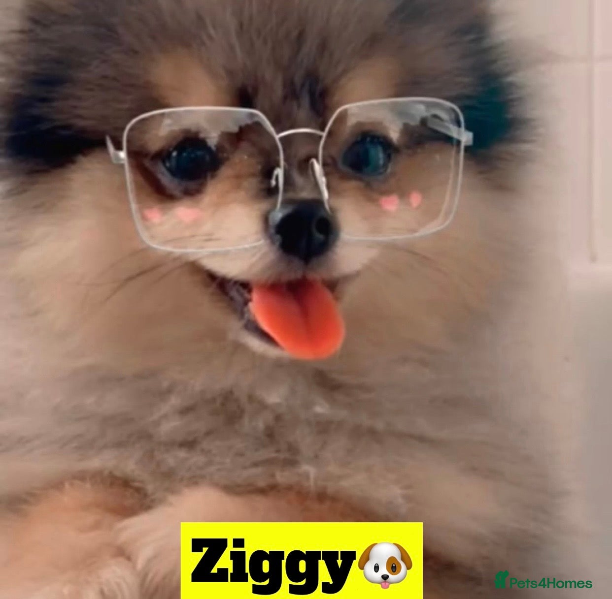 Pomeranian dogs 💙✨BLUE EYES Poms 🐶👀 EXPERIENCED STUDS👀👑🏆 in Bedford - Advert 15