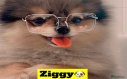 Pomeranian dogs for stud: 🎃EXPERIENCED👑KING ZIGGY & PRINCE COCO🏆STUD Boys in Bedford - Image 1