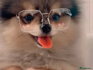 Pomeranian dogs 💙✨BLUE EYES & Hazel 👀 Poms 🐶EXPERIENCED STUDS🏆 in Bedford - Advert 17