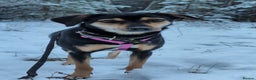 Miniature Pinscher dogs for adoption: 🐾 ROSE – Female Miniature Pinscher - Advert 4