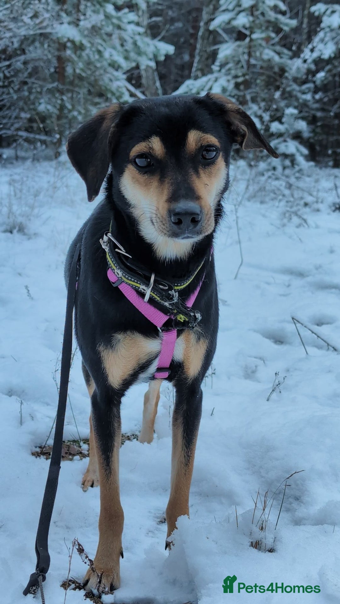 Miniature Pinscher dogs for adoption: 🐾 ROSE – Female Miniature Pinscher - Advert 4