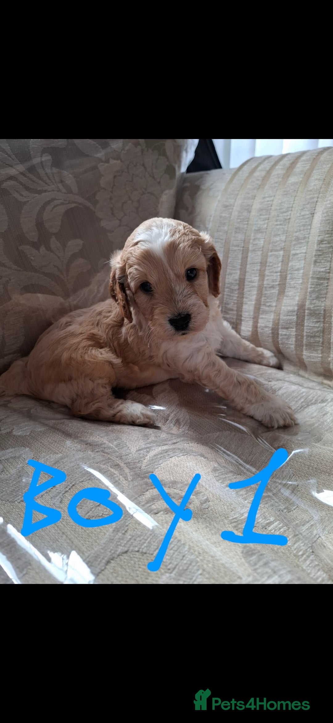 Cockapoo dogs for sale: Beautiful F1 Cockapoo puppies  - Image 3