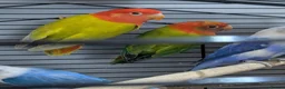 Lovebirds birds for sale: Lovebirds 🦜💚 Available | Babies & Breeding Pair - Advert 13