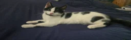 Turkish Angora cats for sale: Black pearl girl and charming boy waiting for you. - Advert 11