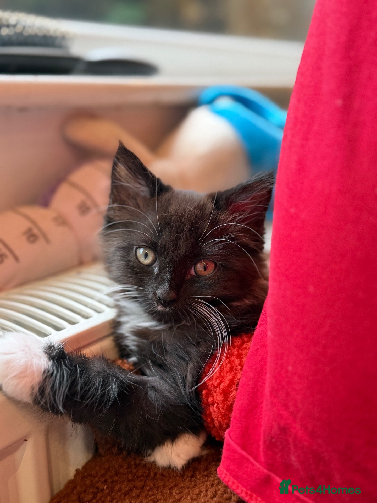 Mixed Breed cats for sale: Date of birth 18th August Ready for new home 🏠  - Advert 4