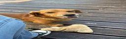 Dachshund dogs for sale: Senior daschund  in Southport - Advert 1