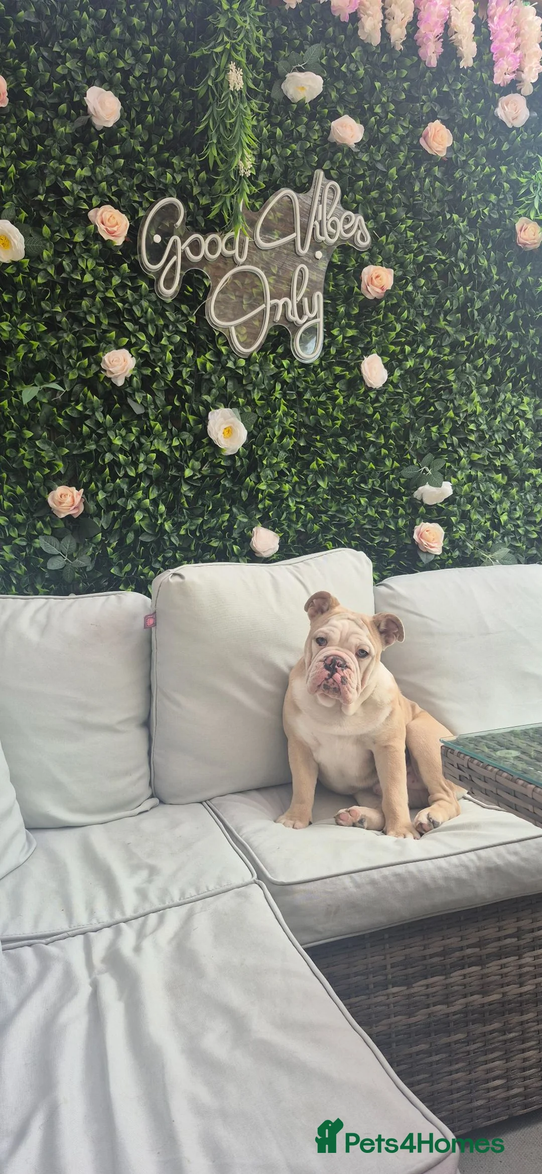 English Bulldog dogs for sale: Bruce the bull dog - Advert 5