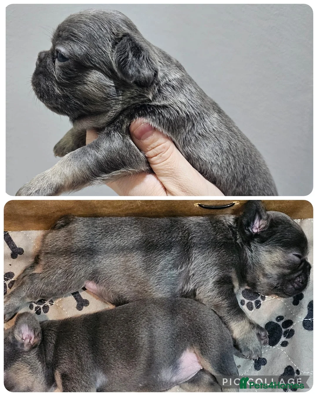 French Bulldog dogs for sale: French bulldog pups in Shotts - Advert 10