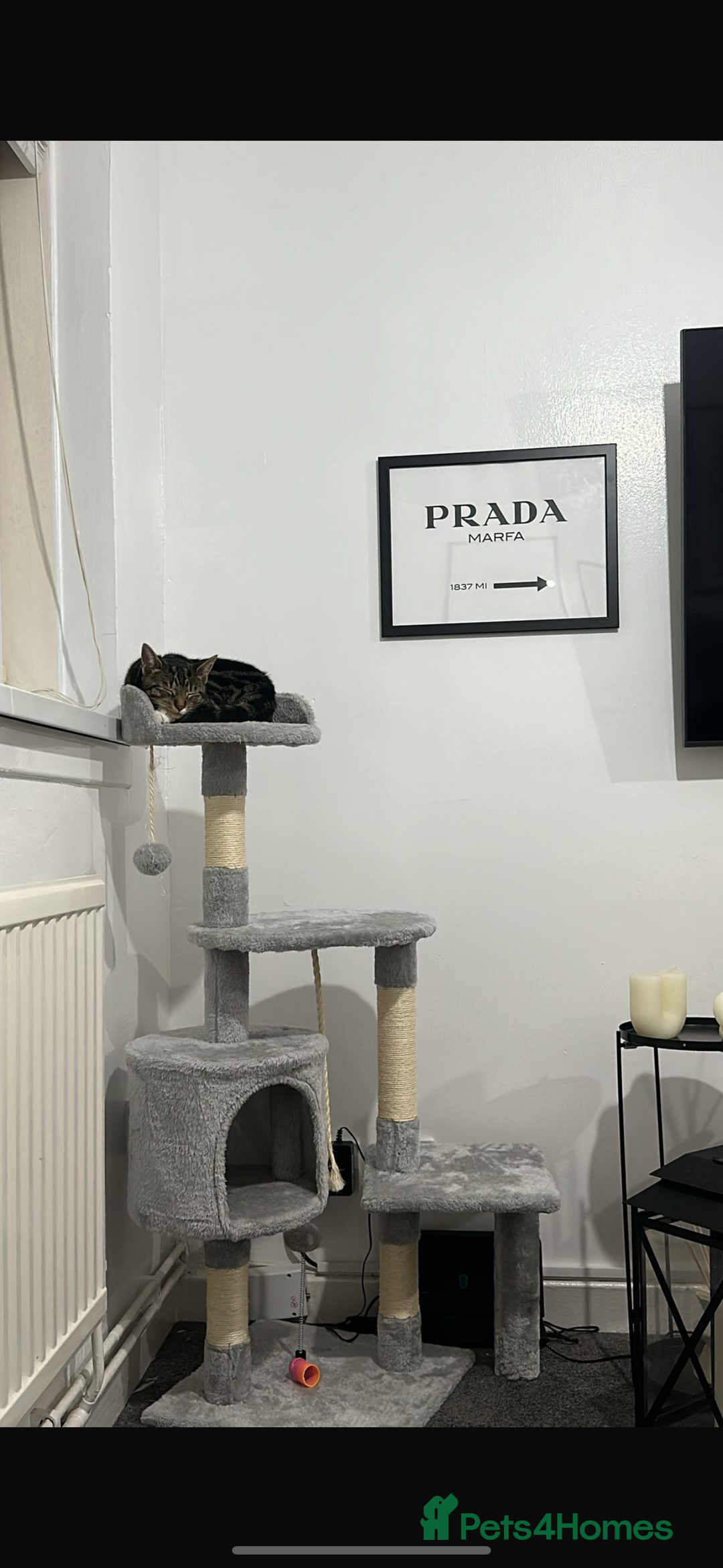 American Shorthair cats for sale: Looking to rehome our Kitten - Image 5