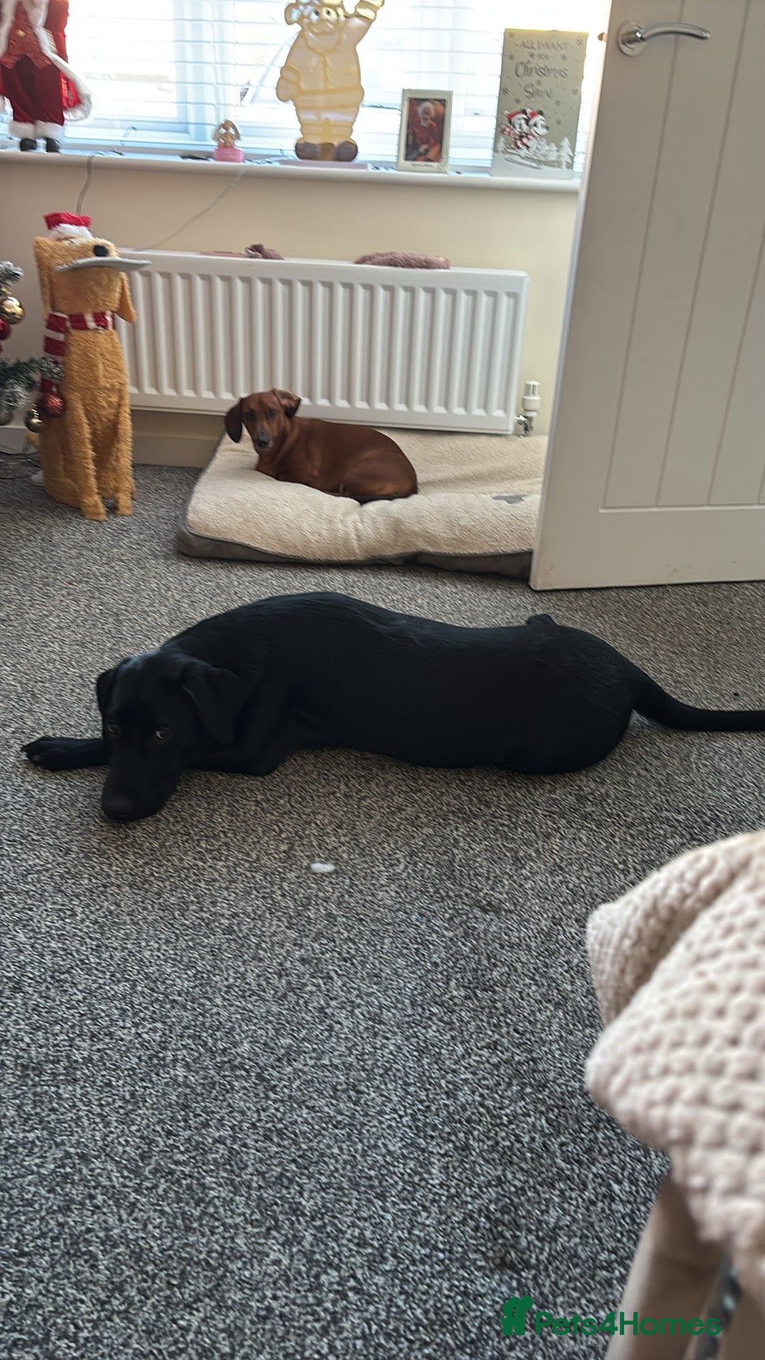 Labrador Retriever dogs for sale: Male Labrador  - Advert 1