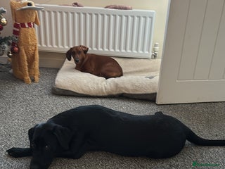 Labrador Retriever dogs Male Labrador - Advert 1