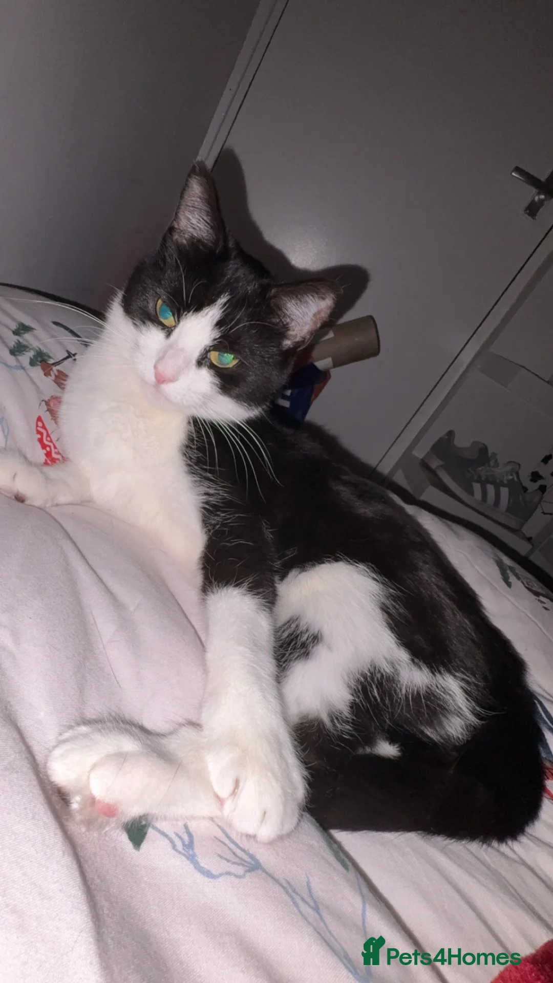 Domestic Shorthair cats for sale:  **  for rehoming  in Cumnock - Advert 5