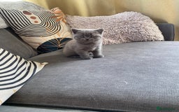 British Shorthair cats for sale: BSH kitten ready to leave 15th October  - Image 3