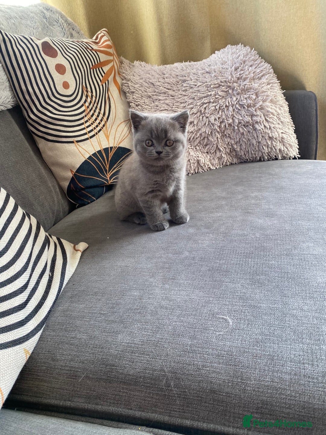 British Shorthair cats for sale: BSH kitten ready to leave 15th October  - Image 3