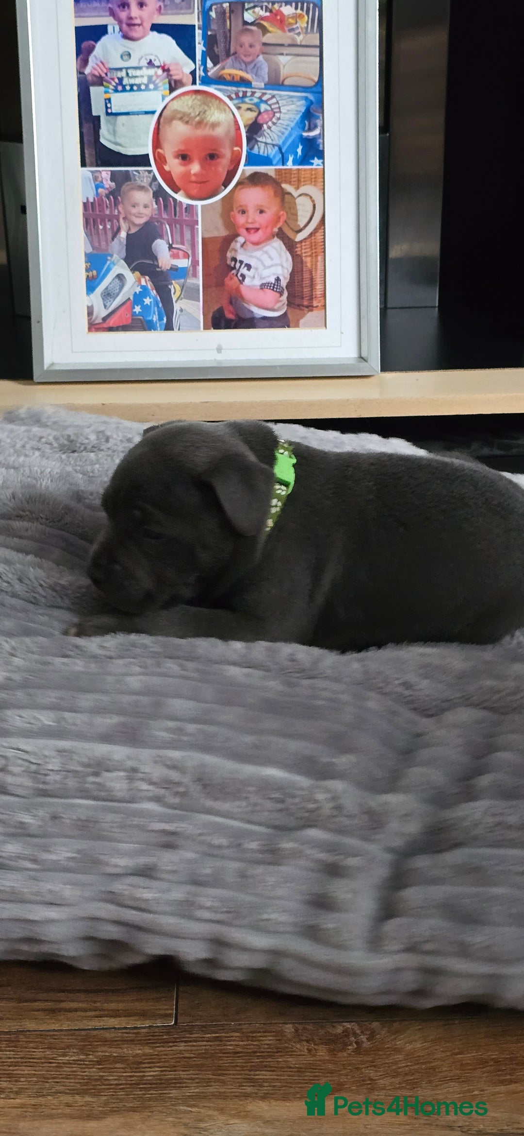 Staffordshire Bull Terrier dogs for sale: 4 beutiful blue staffies dad and mum kc  - Advert 13