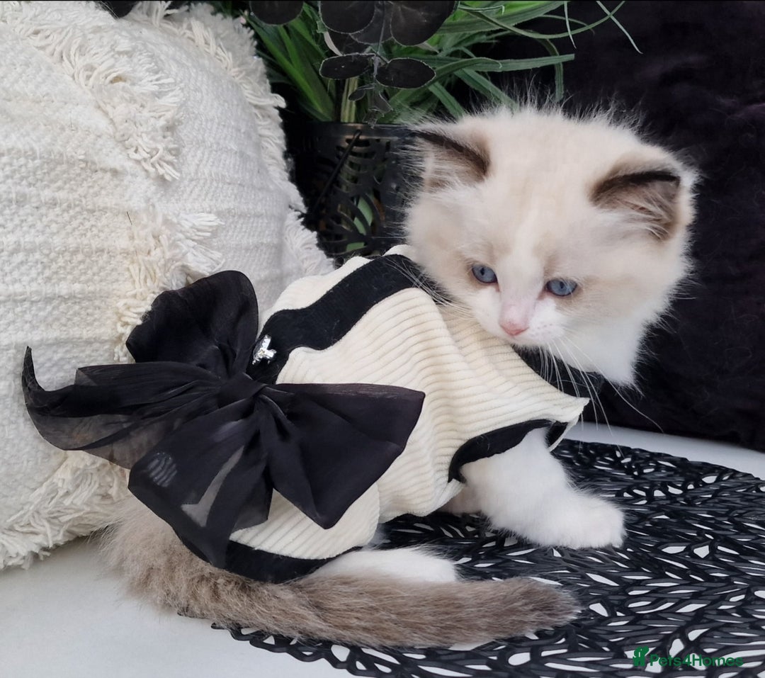 Ragdoll cats for sale: 🩷✨️Lovely Chunky EU kittens✨️🏆TICA Award cattery - Image 24