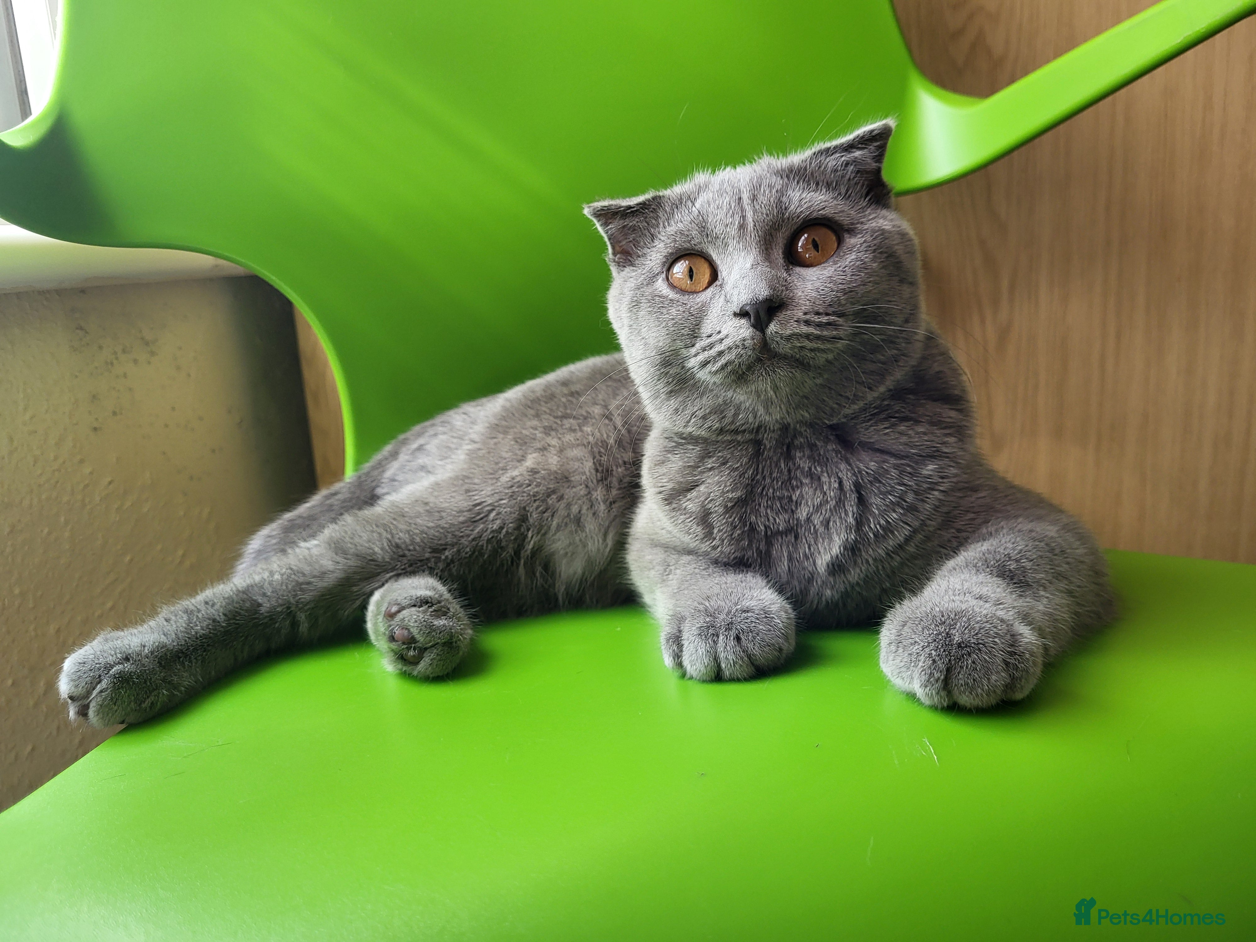 Scottish Fold cats Scottish fold kitten for sale - Advert 2