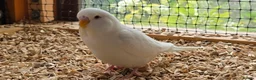 Budgerigars birds for sale: Young Budgies: Semi-tamed Lutino & Albino for sale - Advert 4