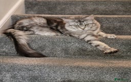 Maine Coon cats for sale: Beautiful 5 Year old Russian Zuki - Image 3