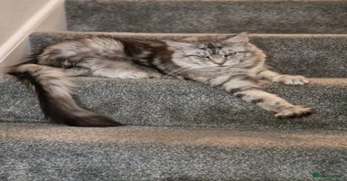 Maine Coon cats - Advert 12
