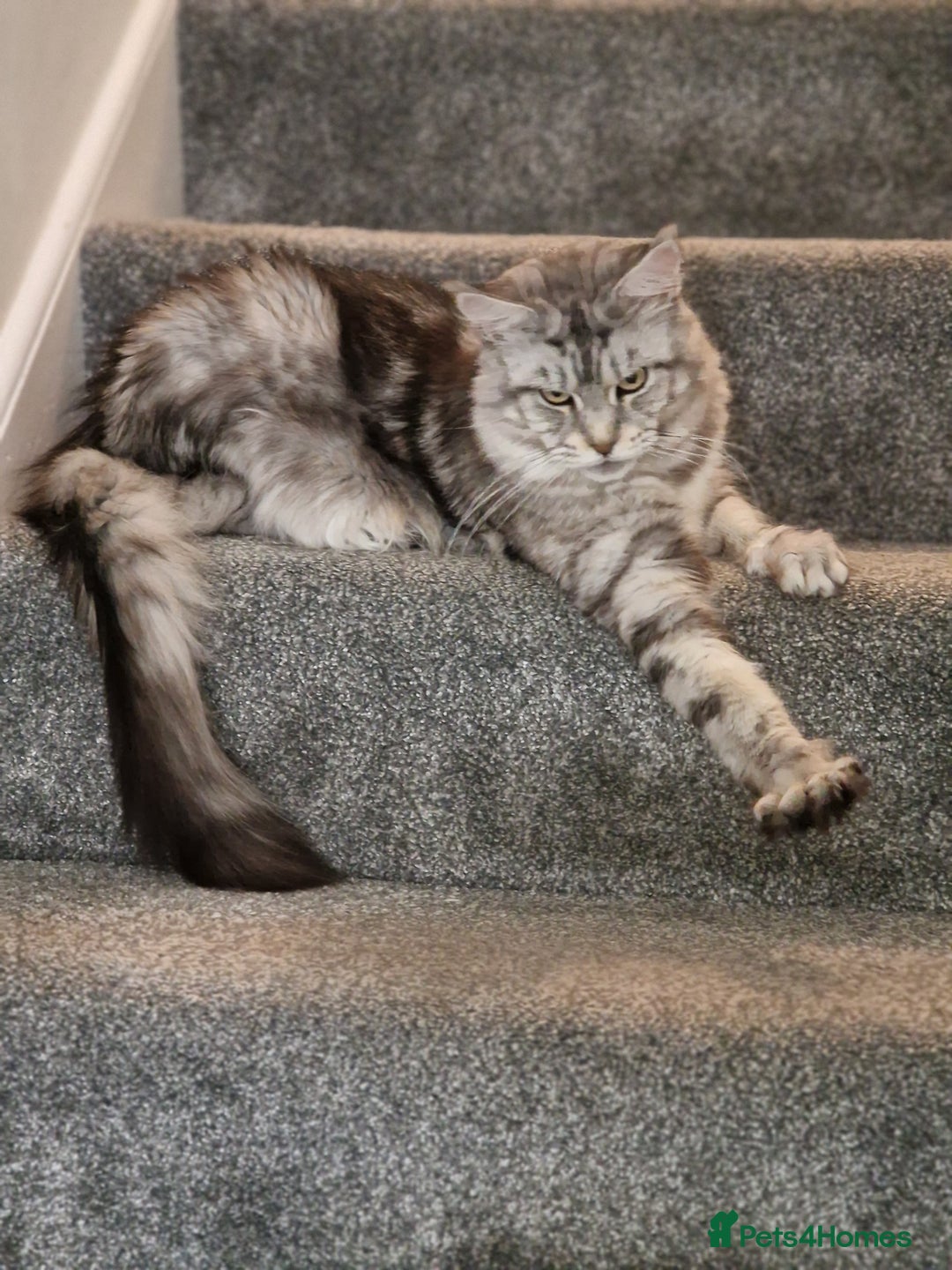 Maine Coon cats for sale: Beautiful 5 Year old Russian Zuki - Image 3