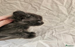 Maine Coon cats for sale: Black Smoke Kittens - Image 11
