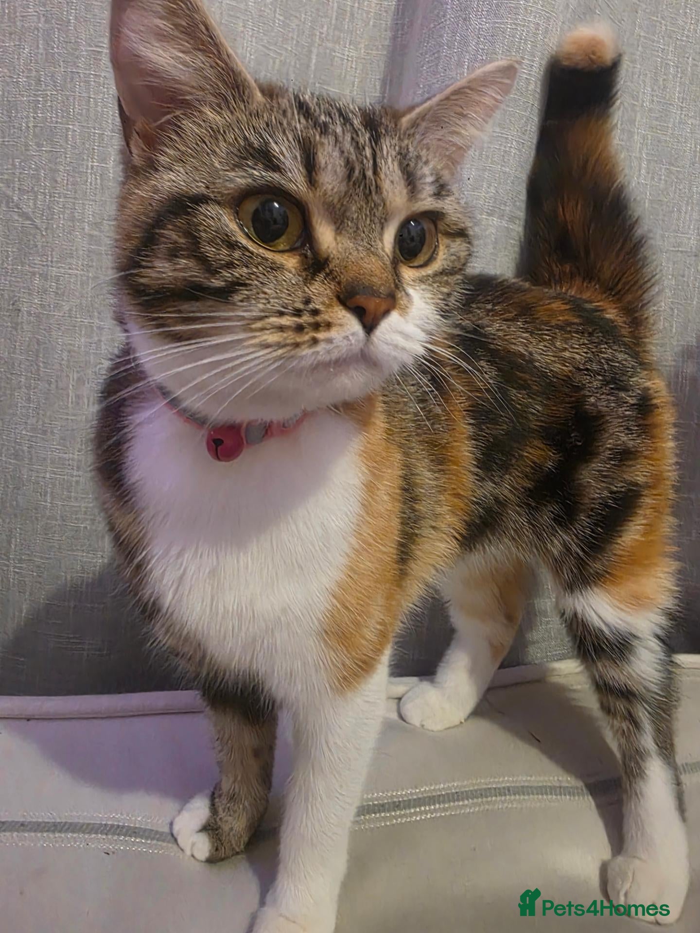 Persian cats Persian x calico x Tabby mix - Advert 1