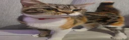 Persian cats for sale: Persian x calico x Tabby mix - Advert 1