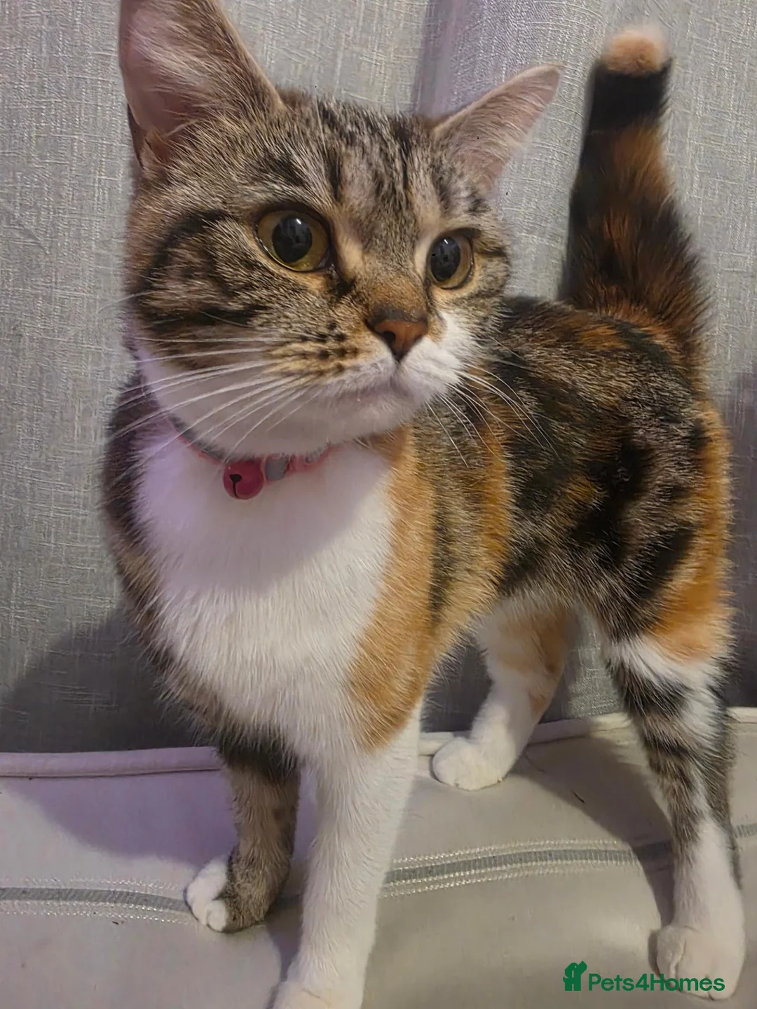 Persian cats for sale: Persian x calico x Tabby mix - Advert 1