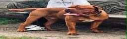 Dogue De Bordeaux dogs for sale: Dogue de bordeux puppies  - Advert 15