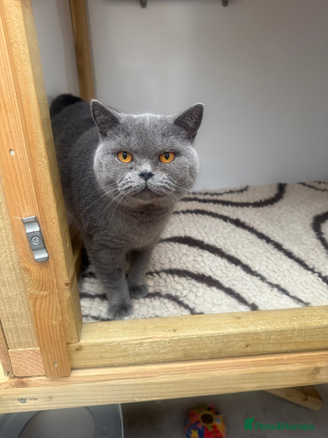 British Shorthair cats for sale: British Adults  - Advert 5