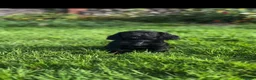 Cocker Spaniel dogs for sale: KC working cockers, FTCH lines in Winscombe - Advert 1