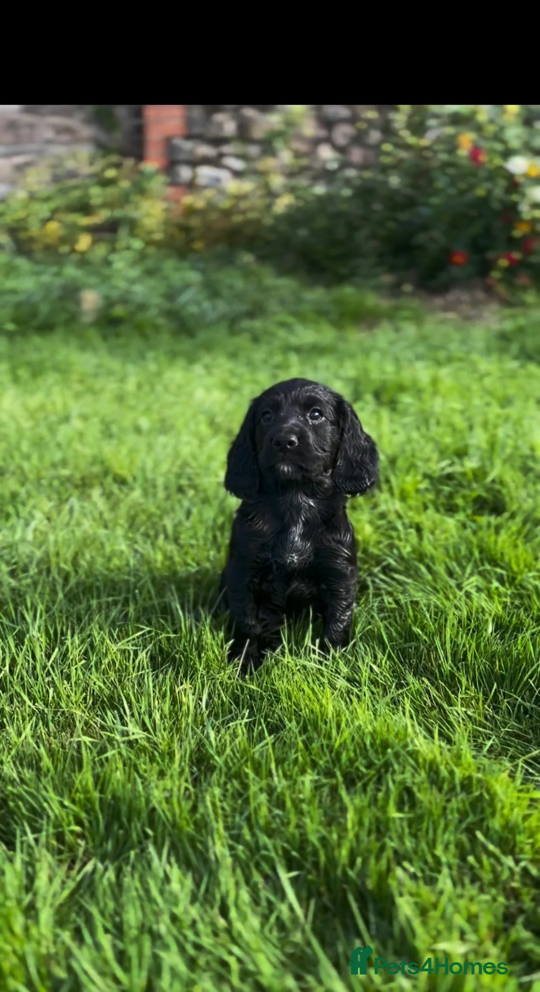Cocker Spaniel dogs for sale: KC working cockers, FTCH lines in Winscombe - Advert 1