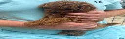 Toy Poodle dogs for sale: Toy poodle puppies - Advert 2
