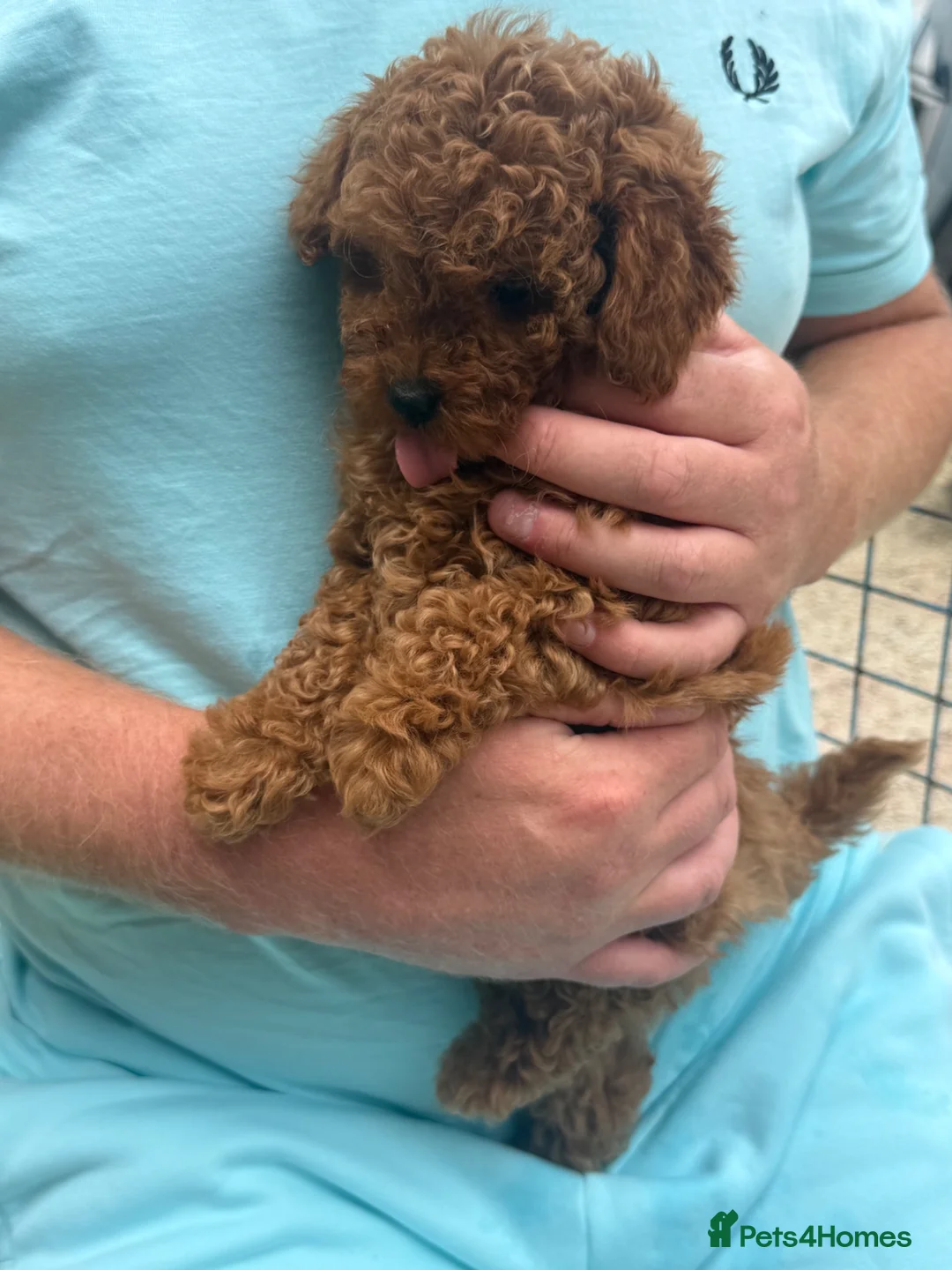 Toy Poodle dogs for sale: Toy poodle puppies - Advert 2
