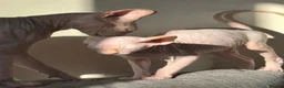 Sphynx cats for sale: Beautiful Sphynx Kittens – Ready Now 🐾 in Ayr - Advert 5