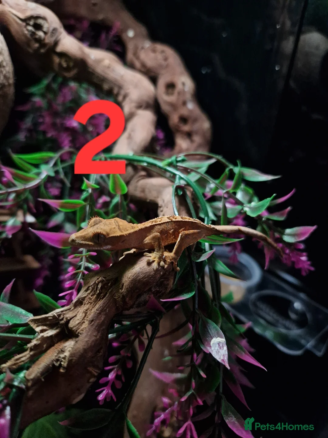 Gecko reptiles for sale: Baby crested geckos - Advert 2