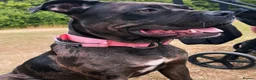 Mixed Breed dogs for sale: Cali  - Advert 1
