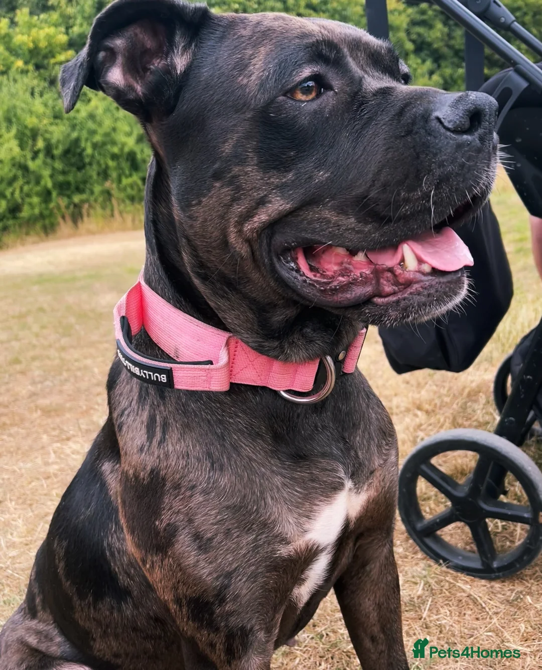 Mixed Breed dogs for sale: Cali  - Advert 1