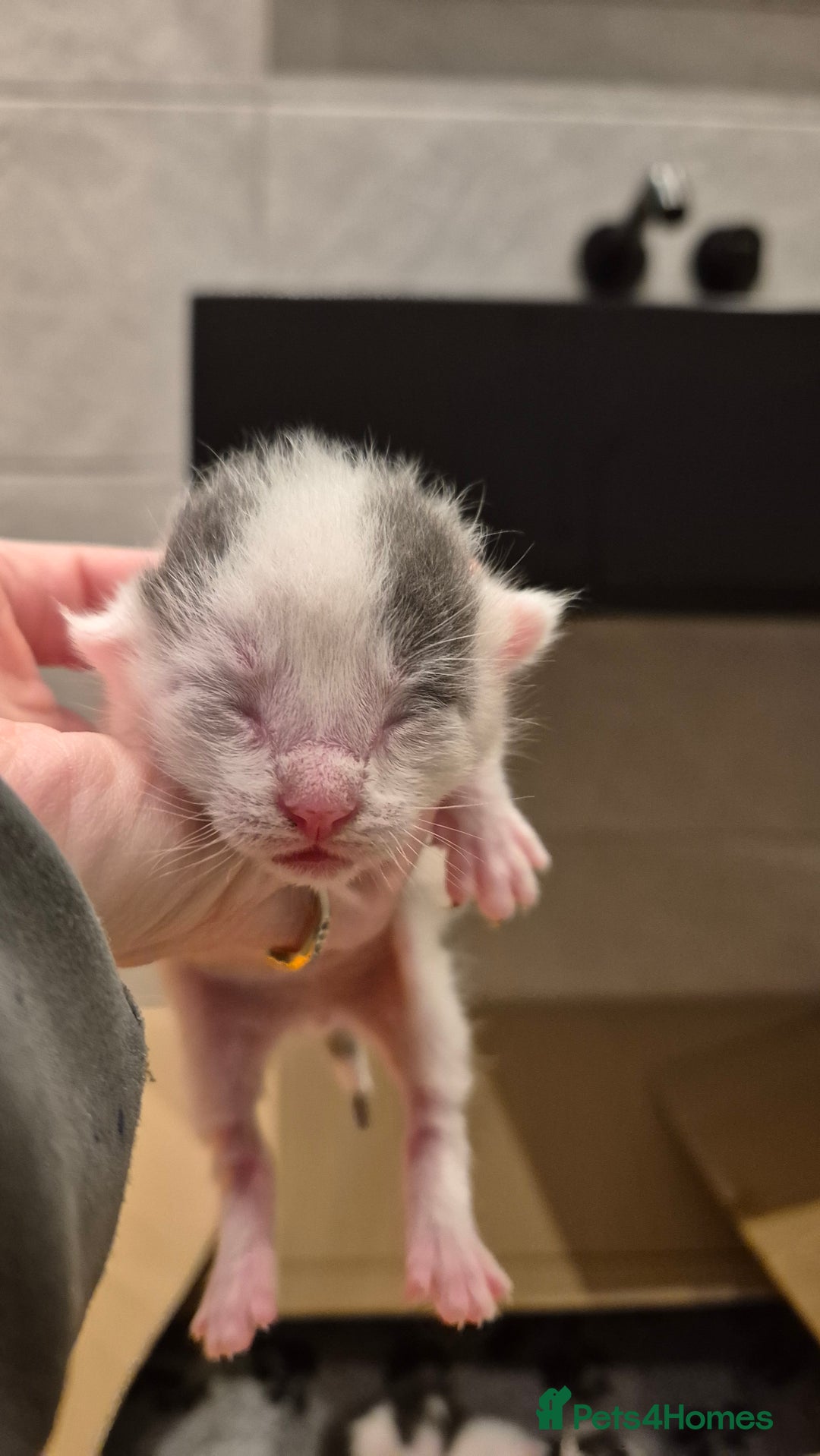 Bengal cats for sale: Blue and White Bengal cross Kittens  - Image 5