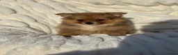 Pomeranian dogs for sale: 🐾 Teddy Pomeranian Puppies Ready To Home 🐾 - Advert 26