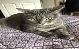 Domestic Shorthair cats for sale: Tabby Cat -FREE TO GOOD HOME - Image 1