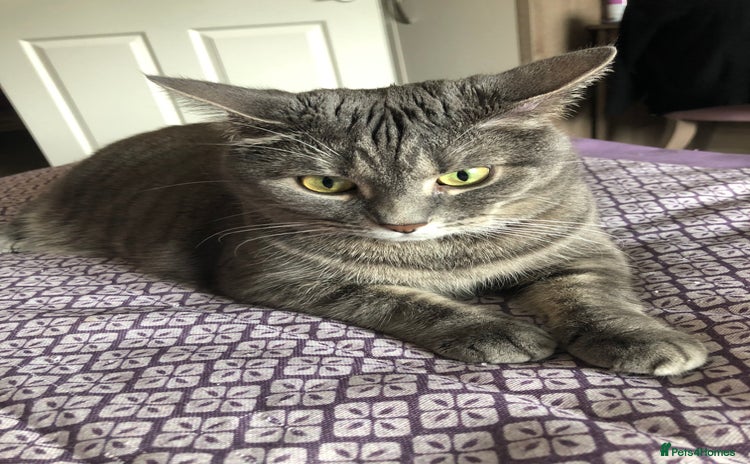 Domestic Shorthair cats - Advert 1