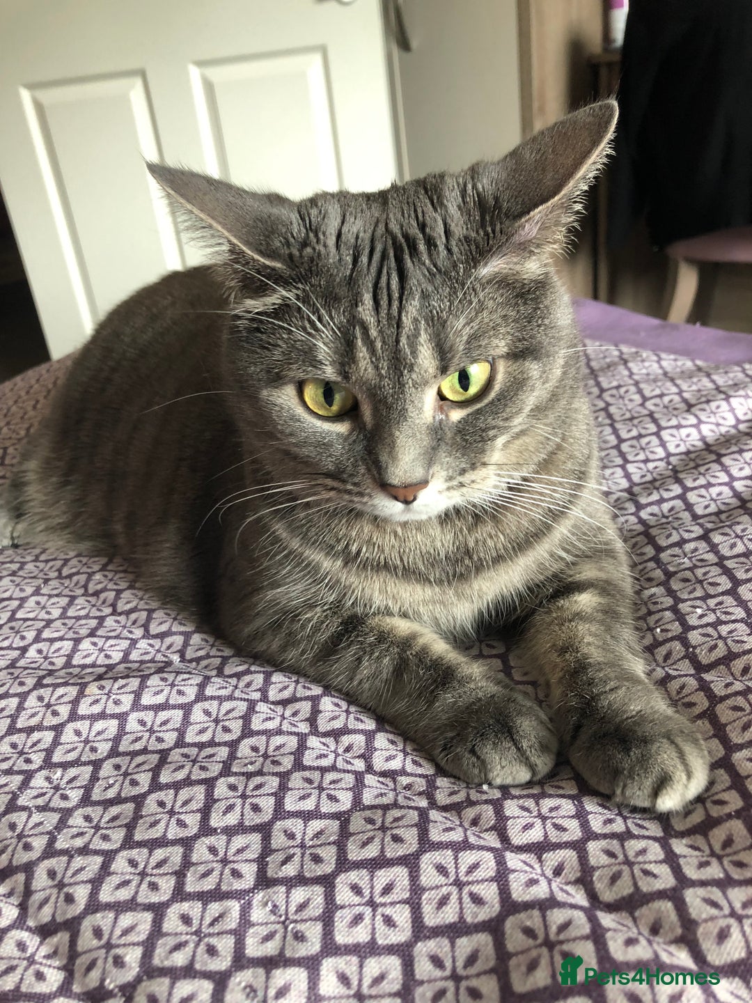 Domestic Shorthair cats for sale: Tabby Cat -FREE TO GOOD HOME - Image 1