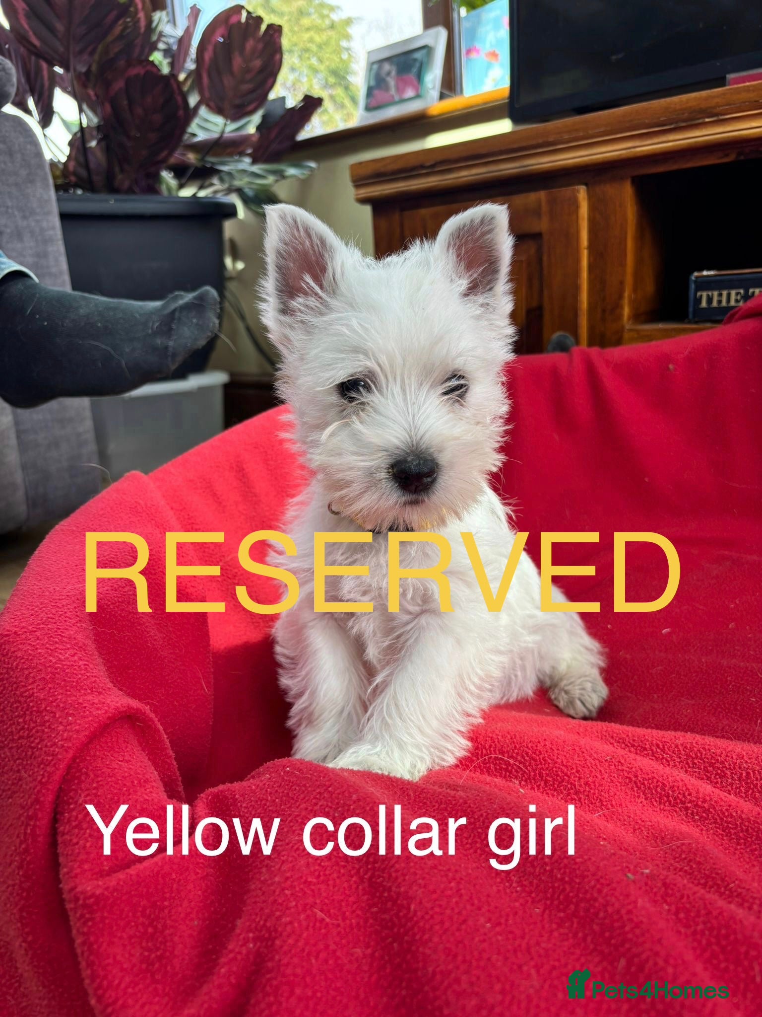 West Highland Terrier dogs Beautiful West highland puppies for sale - Advert 2