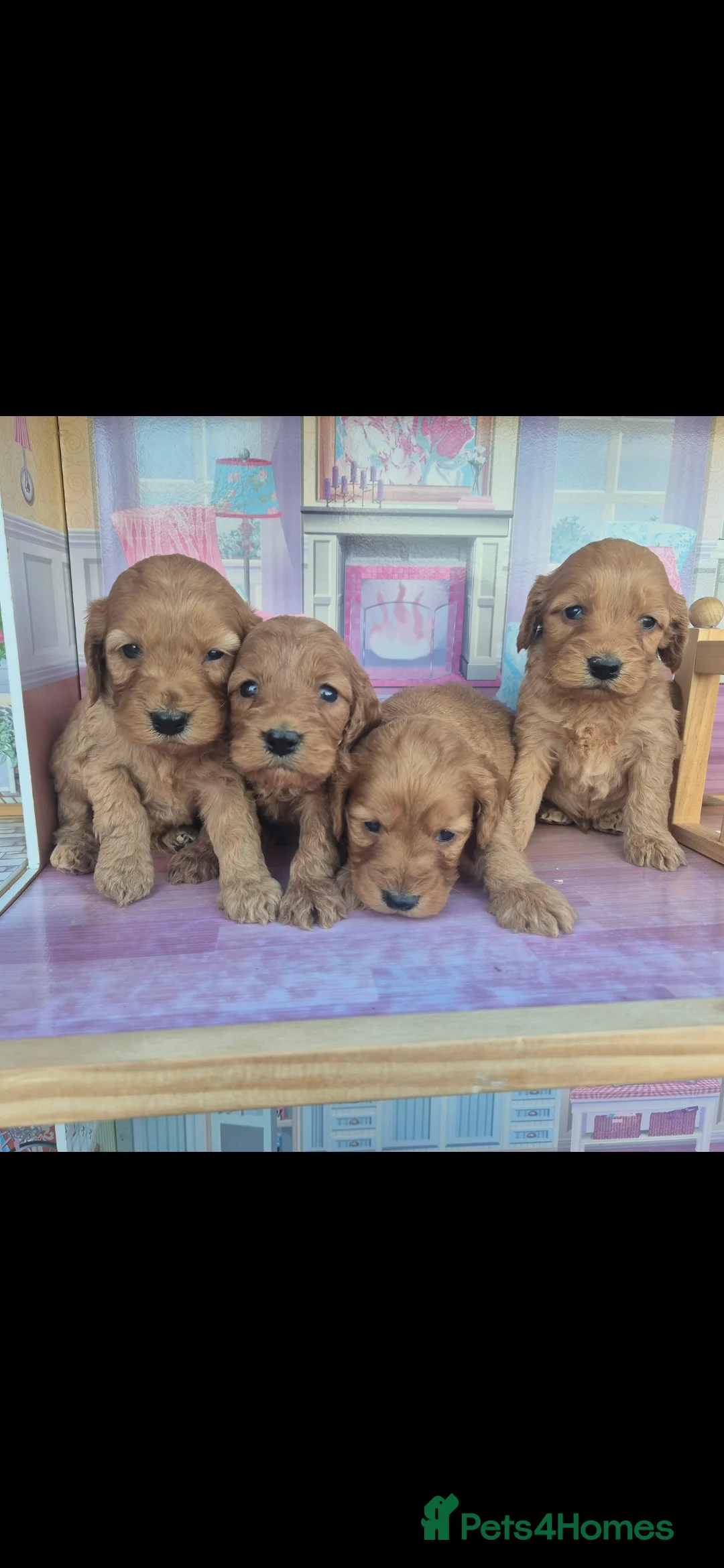 Miniature Poodle dogs for stud: EXTENSIVELY HEALTH TESTED POODLE FOR STUD - Advert 20