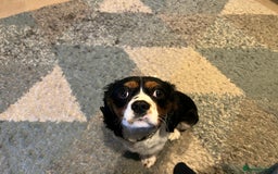 Cavalier King Charles Spaniel dogs for sale: Alfie the Cavalier King Charles - Image 4