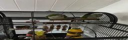 Parakeets birds for sale: Pair of Quaker parrotlets for sale in Skegness - Advert 5