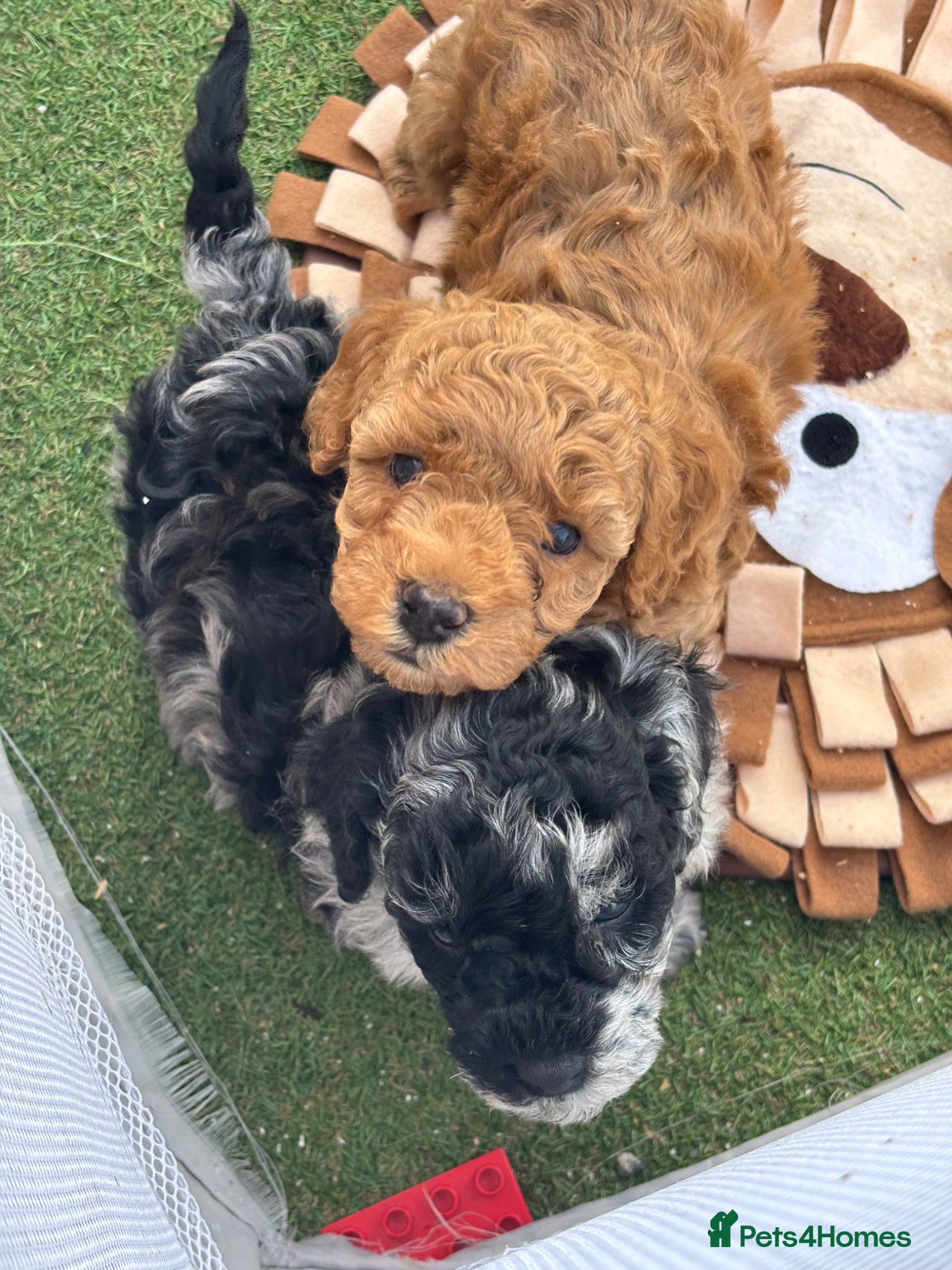 Cavapoo dogs Cavapoo - Advert 2